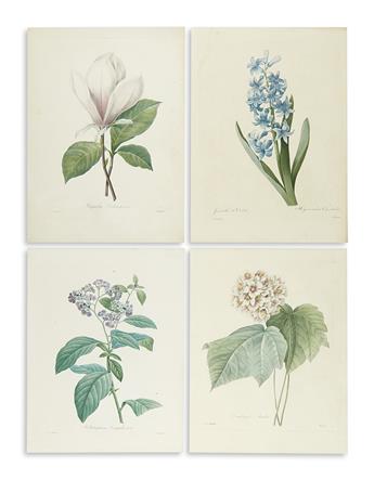 REDOUTÉ, PIERRE-JOSEPH. Four hand-colored stipple engraved plates